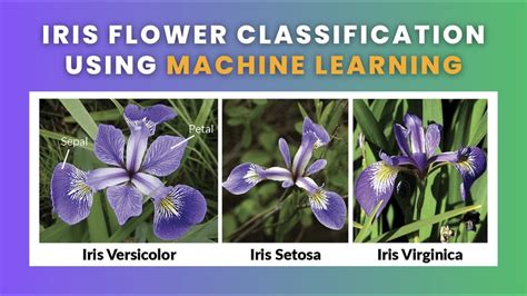 Flower Classification Model