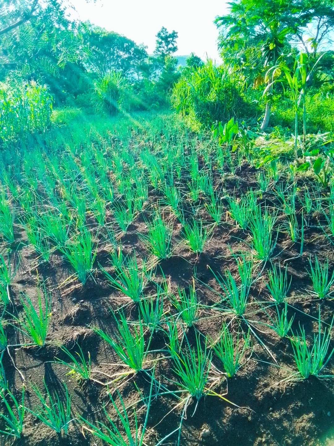 Agricultural Project 